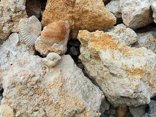 Close up of ancient sea shell fossils embedded in sedimentary limestone rock. © Rokiyeh