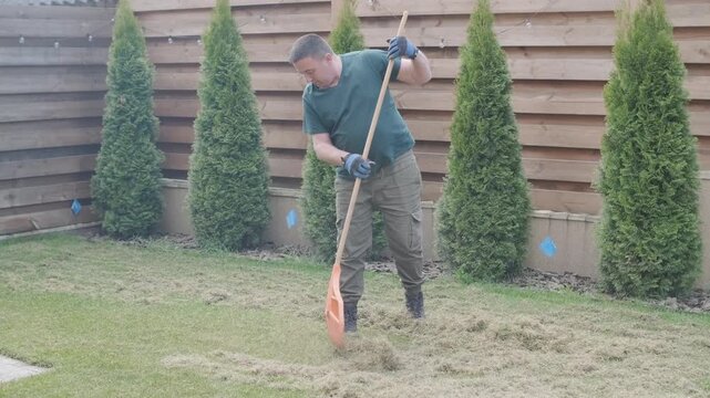 Man raking a pile of dry grass and moss after scarifying a lawn in a private house backyard.