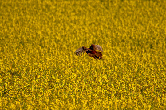 Fasan (Phasianus colchicus) im Flug &uuml;ber bl&uuml;hendem Rapsfeld bei warmem Licht - Ein m&auml;nnlicher Fasan fliegt niedrig &uuml;ber ein leuchtend gelbes Rapsfeld. Dynamische Wildlife-Szene 