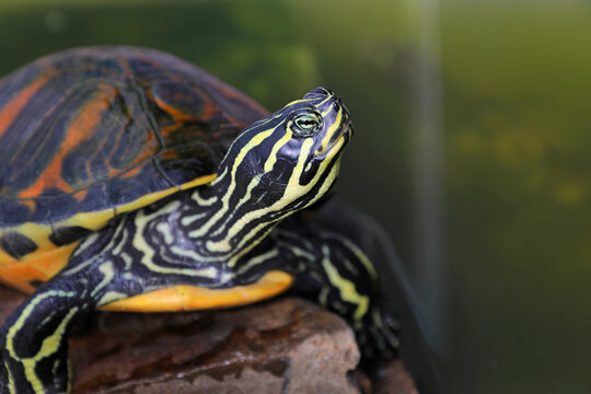 tortuga de vientre rojo en el agua tomando el sol encima de una piedra pseudemys nelsoni 4M0A1920-as26