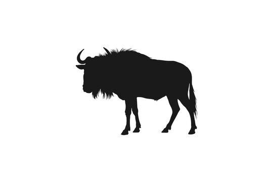 African wildebeest or gnu silhouette standing isolated on white, safari wildlife concept