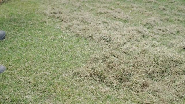 Man raking a pile of dry grass and moss after scarifying a lawn in a private house backyard.