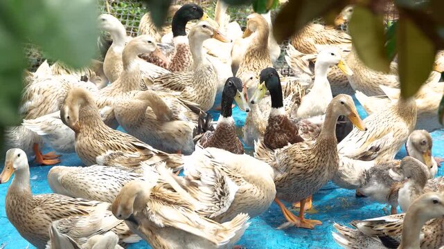 Group of ducks preening feathers on the shore at a poultry farm.