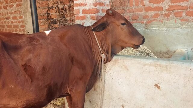 Brown Indian cow eating dry fodder from a concrete manger in a rural dairy farm