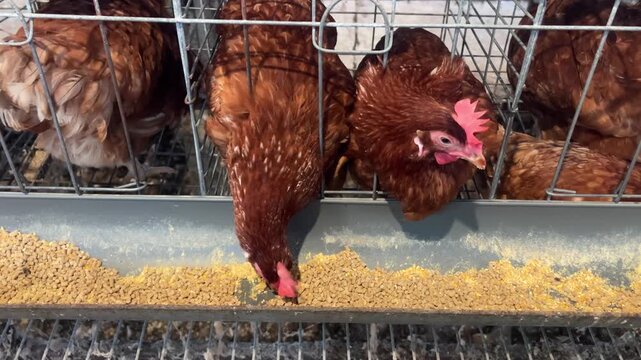 A modern poultry farm with rows of laying hens in a well-maintained commercial farming facility. An industrial layer farm with an efficient feeding system. Modern Poultry Farm with Laying Hens