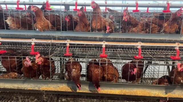 A modern poultry farm with rows of laying hens in a well-maintained commercial farming facility. An industrial layer farm with an efficient feeding system. Modern Poultry Farm with Laying Hens