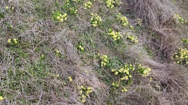 Blooming primroses (Primula vulgaris), a wild spring flower with delicate yellow blossoms and rosette-shaped green leaves, commonly found in moist meadows, forest edges, and streamside habitats, symbo