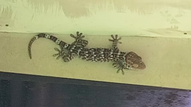 High angle view of a Tokay Gecko Gekko gecko with vibrant orange spots climbing on a wall, showcasing exotic reptile skin texture and natural wildlife pattern.