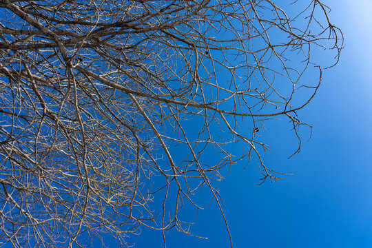 A Clear Blue Sky with Bare Tree Branches Framing the Top Corner of the Image, Creating a Striking Contrast Between Nature and Open Space