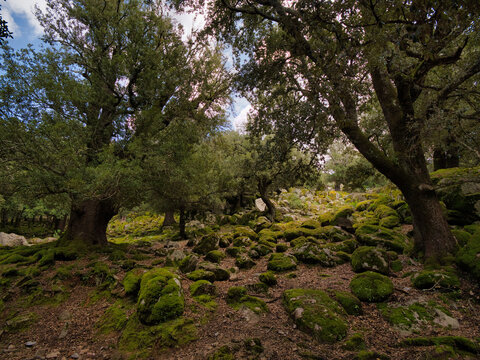 Un Bosco Incantato fiabesco nella bellissima Sardegna.