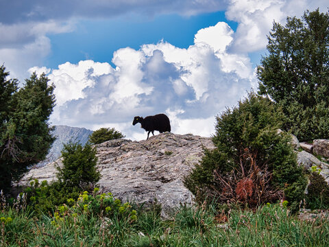 Una Pecora nera nel supramonte dell Ogliastra in Sardegna.