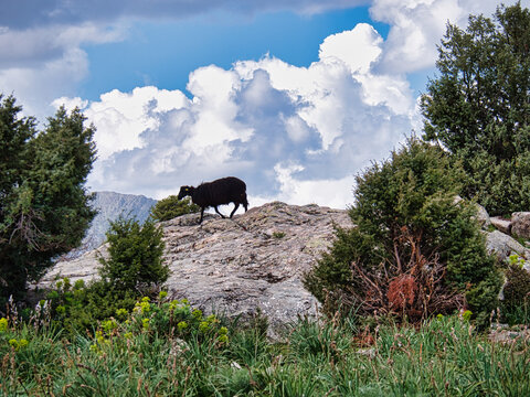 Una Pecora nera nel supramonte dell Ogliastra in Sardegna.