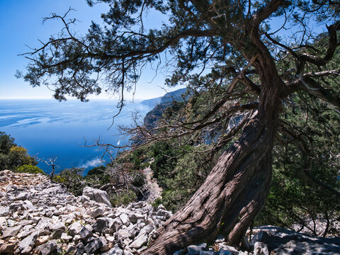 Alberi secolari nel supramonte di Baunei