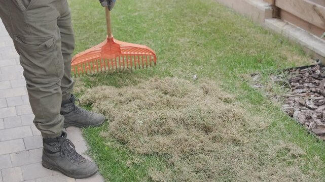 Man raking a pile of dry grass and moss after scarifying a lawn in a private house backyard.