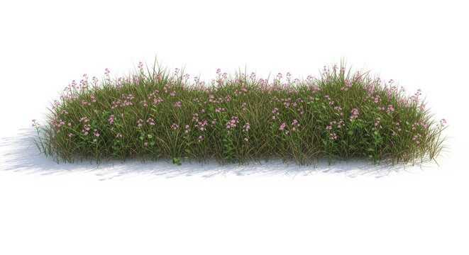 Wildflower meadow grass patch isolated on white background, blooming pink flowers in green field, natural garden vegetation for landscape design