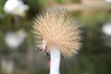 Fototapeta premium Grey crowned crane in a zoo in france 