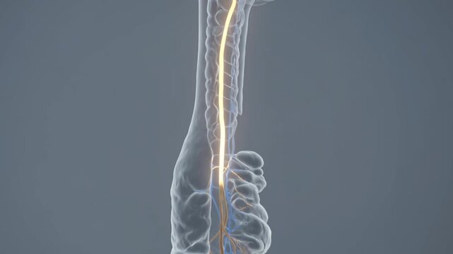 Human brainstem and spinal cord with highlighted neural tracts, translucent background, scientific poster style.