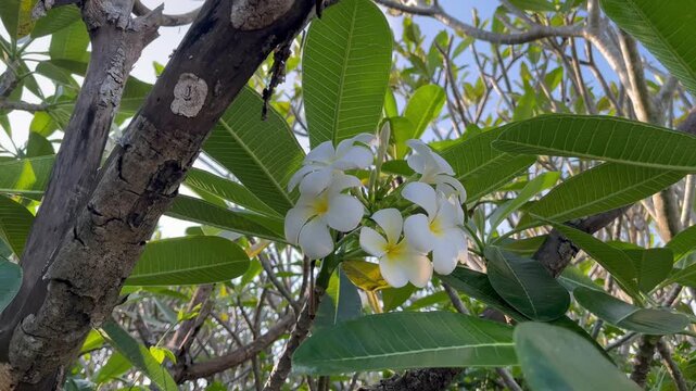 White Plumeria flowers blooming on a sturdy tree trunk