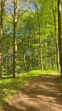 path in the forest Ein ruhiger Waldweg f&uuml;hrt durch einen Buchenwald mit frischen, hellgr&uuml;nen Bl&auml;ttern im Fr&uuml;hling. Harmonische Naturaufnahme mit Fokus auf Entspannung, Bewegung und nat&uuml;rliche Umgebung