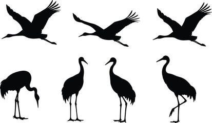 Obraz premium Crane birds vector silhouettes. Illustrations of crane birds in flying, standing, and foraging poses. Perfect for wildlife and nature-themed designs.
