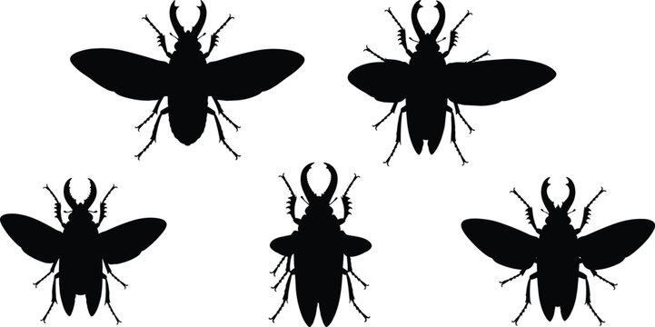 Dobsonfly vector illustrations. Silhouette designs of dobsonflies in various flying poses, showcasing their unique features. Ideal for nature and insect-themed designs.