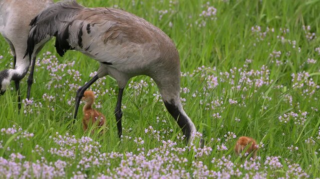 Common crane Grus grus feeding chicks in green meadow Norway summer close interaction