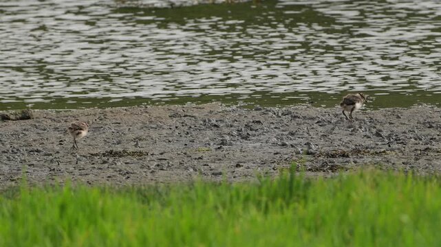 Northern lapwing Vanellus vanellus chicks moving along shoreline in Ulvik Norway summer