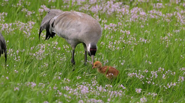 Common crane Grus grus feeding chick with mouse prey in Norway summer meadow behavior
