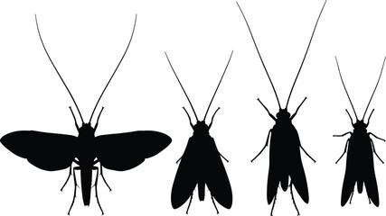 Caddisfly insect vector illustrations. Silhouette designs showing caddisflies in various poses and wing positions. Ideal for nature and entomology-themed projects. © Olivia