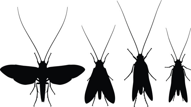 Caddisfly insect vector illustrations. Silhouette designs showing caddisflies in various poses and wing positions. Ideal for nature and entomology-themed projects.