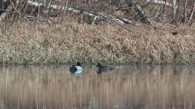 Male and female common goldeneyes floating on a scenic Norwegian river