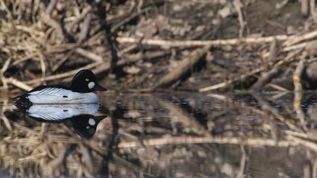 Norwegian wild birds featuring male common goldeneye ducks on a river