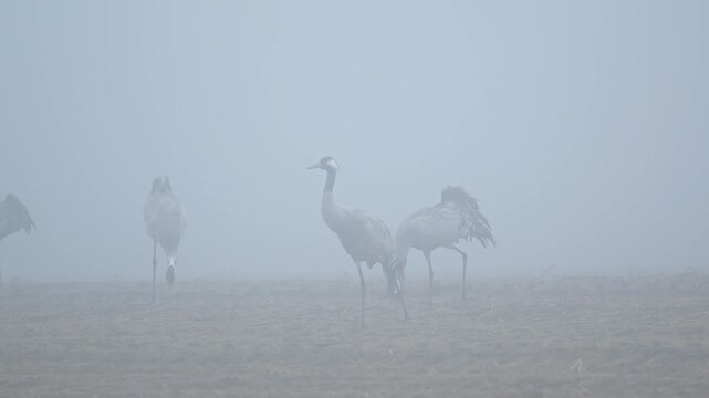 Silhouettes of common cranes feeding in a dense morning fog in Norway