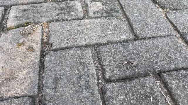Top view of grey paving blocks texture on a walkway