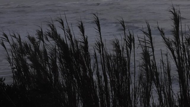 Silhouette of reeds shaking during heavy wind storm on the coastline.