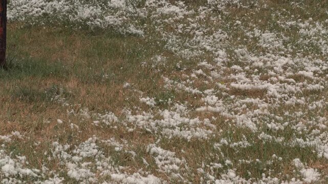 Steady pan across patchy snow on grass during light winter snowfall