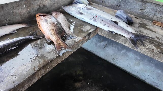 Authentic, close-up look at freshly caught barracuda and snapper being prepared by local fishermen at a seaside market in Los Roques, Venezuela.