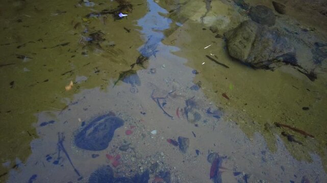 POV of a river with natural sediment, leaves, and fish in Choroni, Aragua, Venezuela