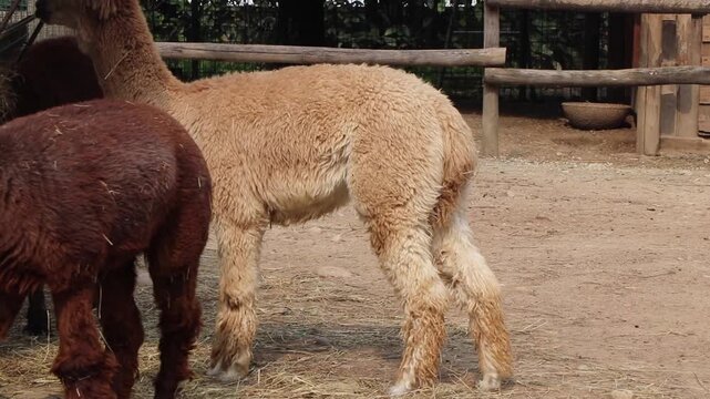 A light brown Alpaca (Vicugna pacos) standing in its enclosure and grooming by licking its leg