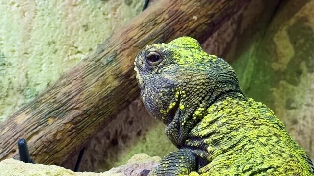 Uromastyx aka Whiptail agamid lizard or Moroccan spiny-tailed lizard resting on rock with textured skin natural habitat environment.