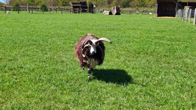 British breed polycerate mature ram Jacob Sheep with unusual four horns walking on grassy field in rural farm environment.