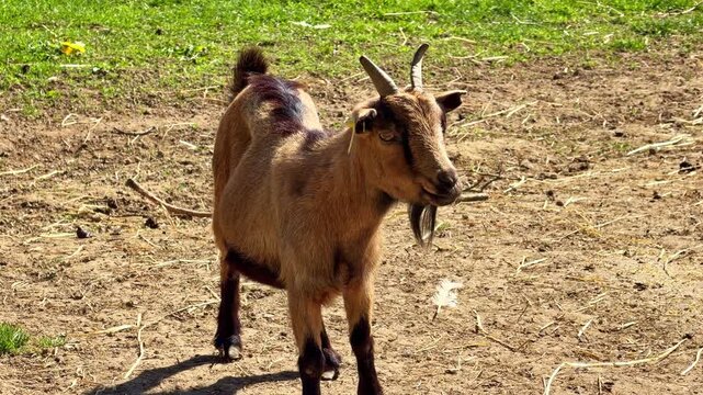 Goat or domestic goat wife aka Capra hircus standing on dry farm ground in rural countryside.
