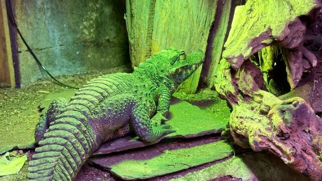 Vivid green Dwarf crocodile aka the African dwarf crocodile resting indoor terrarium environment.