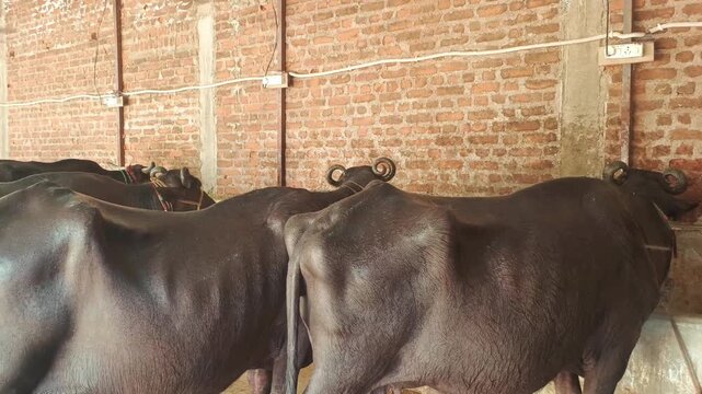 Black buffaloes eating fodder in a traditional brick wall dairy farm shed in rural India