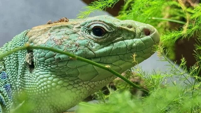 Close-up view of a beauty green Ocellated lizard or Jewelled lizard head aka Timon lepidus with scales detail in natural setting.