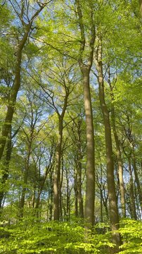 Laubwald mit alten Buchen und Hainbuchen sowie jungen B&auml;umen unter blauem Himmel &ndash; ruhiges Naturvideo