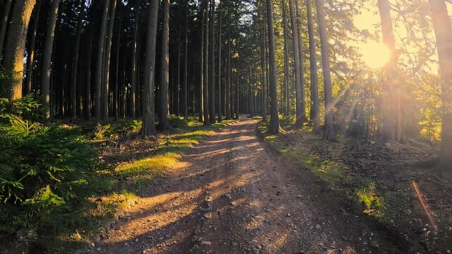 A walk along a forest trail where the sun shines through the trees and casts shadows 