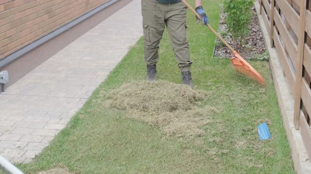 Man raking a pile of dry grass and moss after scarifying a lawn in a private house backyard.