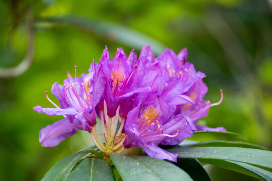 purple flower in the garden