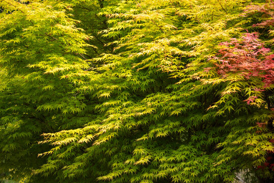 green moss on the tree